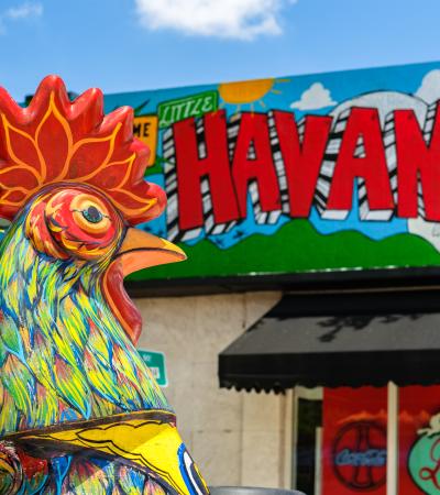 historic Calle Ocho rooster in Miami's Little Havana