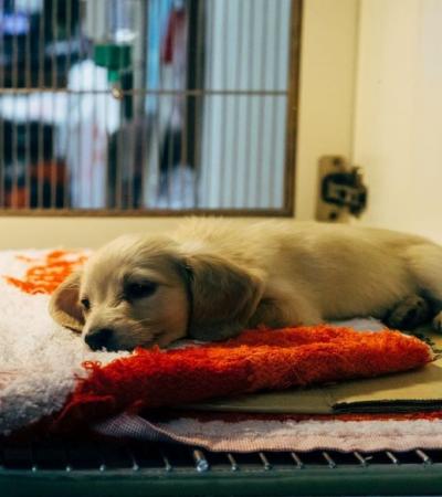 Photograph of a puppy resting on a red pillow.