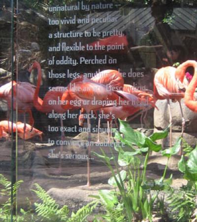 Poetry at the flamingo exhibit at New Orleans Zoo Poetry at the flamingo exhibit at New Orleans Zoo