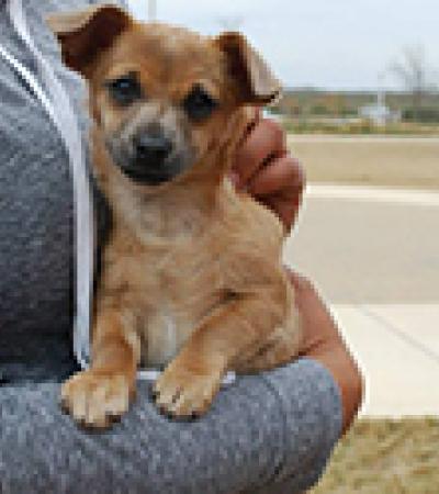 Employee Holding Small Dog Outside University Library at Texas A&M-San Antonio