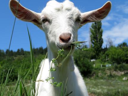 close up of little white goat eating grass under a blue sky
