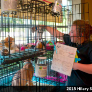 Project Purr volunteer setting-up cages