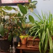 A shelf with plants