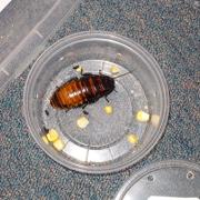 Roach eating corn at Bug Olympics