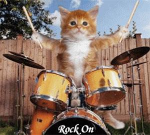 Kitten playing drums