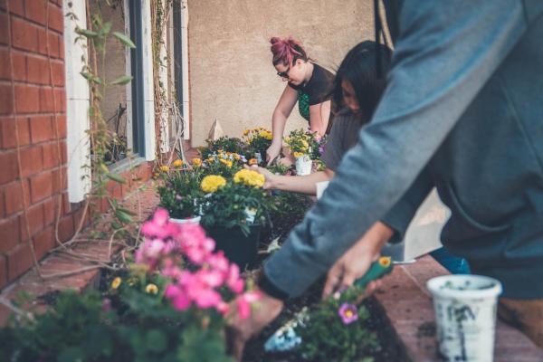 Photograph of people gardening in raised flowerbeds. 